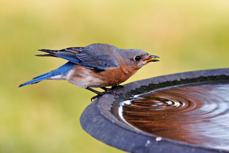 Eastern Bluebird Mom Missing Male Cares For Chicks Alone Steve Creek
