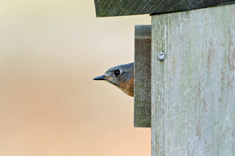 Female Eastern Bluebird Looking Out Of Birdhouse