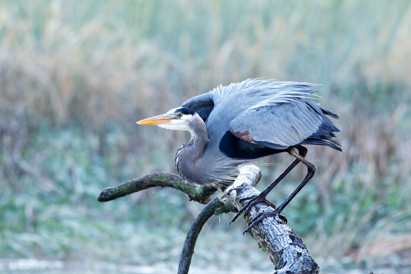 Great Blue Heron Poised For Take-off
