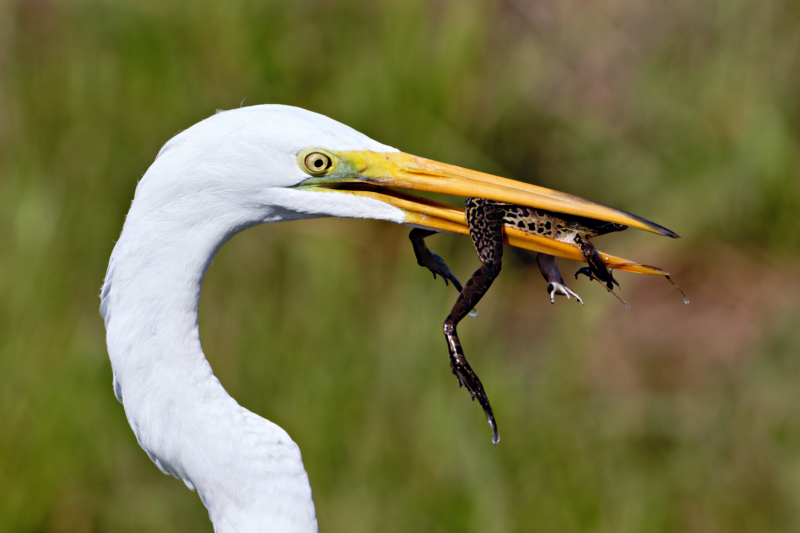 Great Egret's Successful Catch