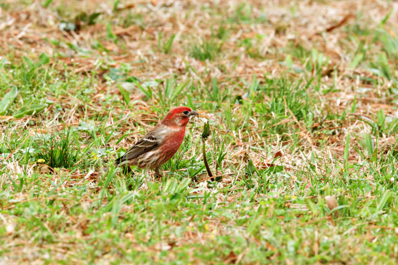 House Finch Eating Dandelion Seeds