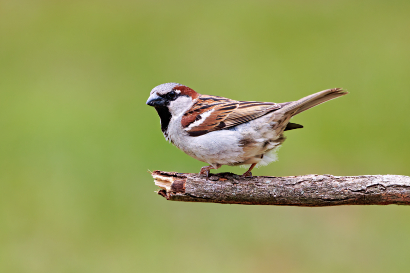 House Sparrow The Backyard Bully