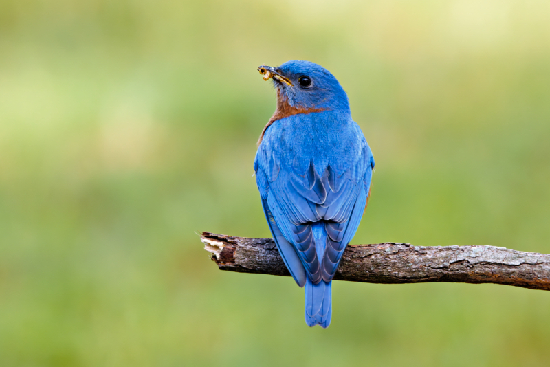 Male Eastern Bluebird Feeding Young Alone