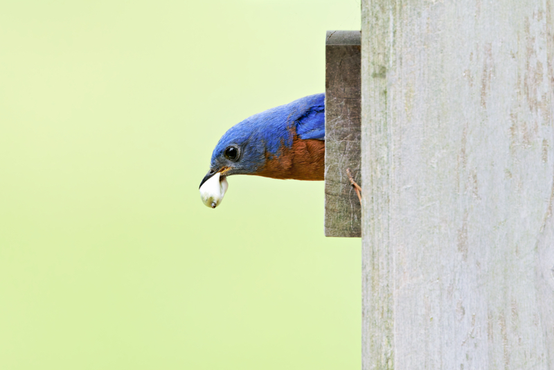 Male Eastern Bluebird Removing Fecal Sac