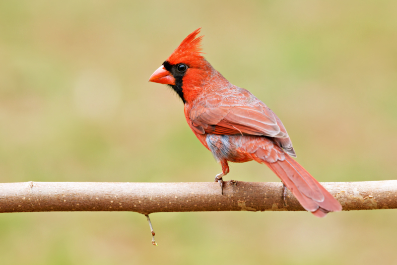 Male Northern Cardinal Surveying the Yard