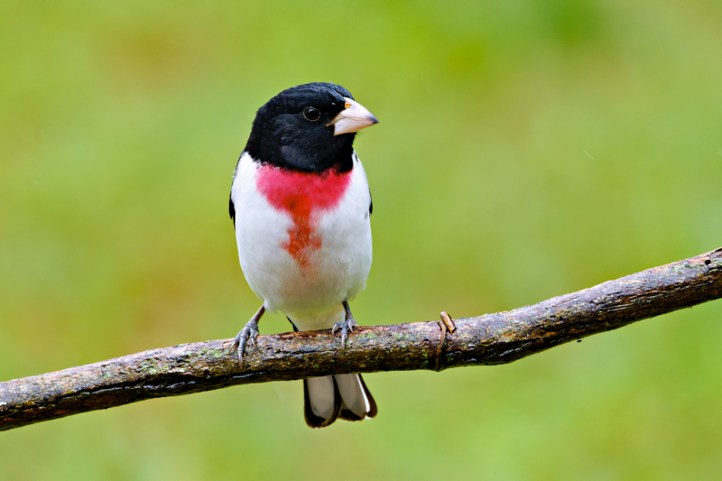 Male Rose-breasted Grosbeak