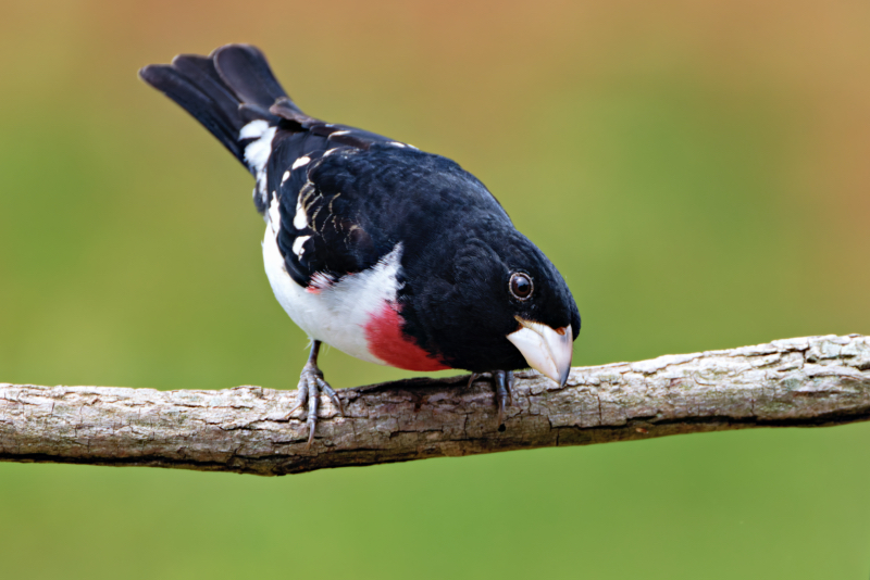 Rose-breasted Grosbeak Visiting My Yard