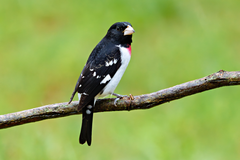 Stunning Rose-breasted Grosbeak Visits My Feeder! - Steve Creek ...