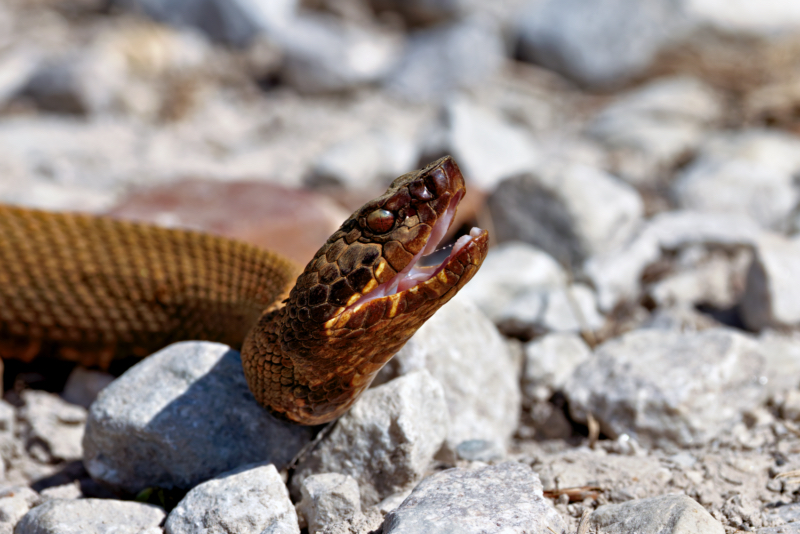 Rust-Colored Cottonmouth Closeup