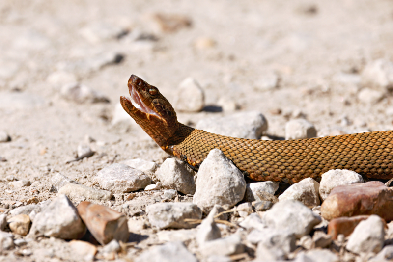 Rust-Colored Cottonmouth