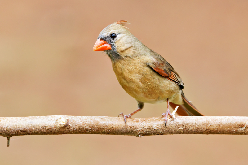 Watchful Female Cardinal Atop the Branch