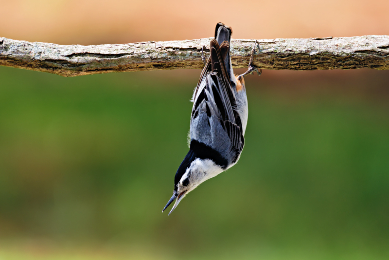 White-breasted Nuthatch Hanging Upside Down