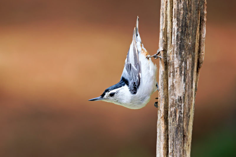 White-breasted Nuthatch Working Way Down Headfirst