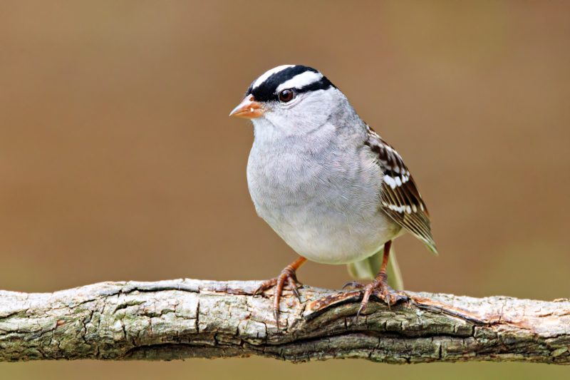 White-crowned Sparrow Arkansas Visitor