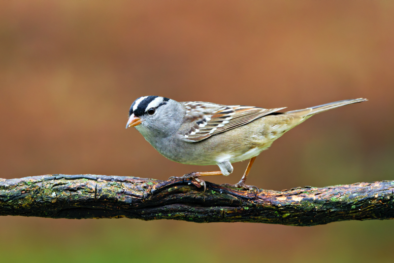White-crowned Sparrow On A Rainy Day