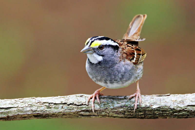 White-throated Sparrow in My Yard