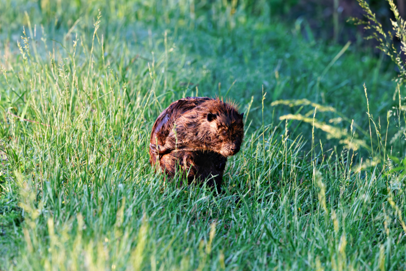 A Beaver Grooming On The Side Of The Road