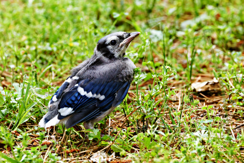 A Curious Blue Jay Fledgling