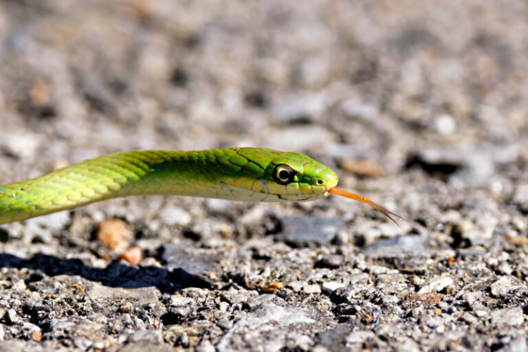 Rough Green Snake Encounter at Sequoyah National Wildlife Refuge ...