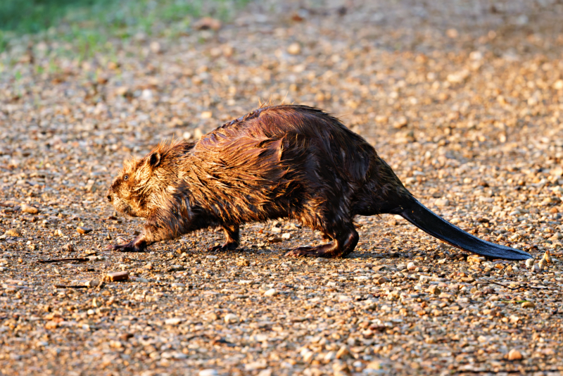 Beaver Lumbering Across The Road