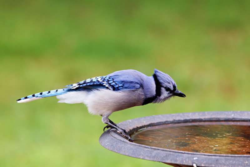 Blue Jay Moment of Hydration