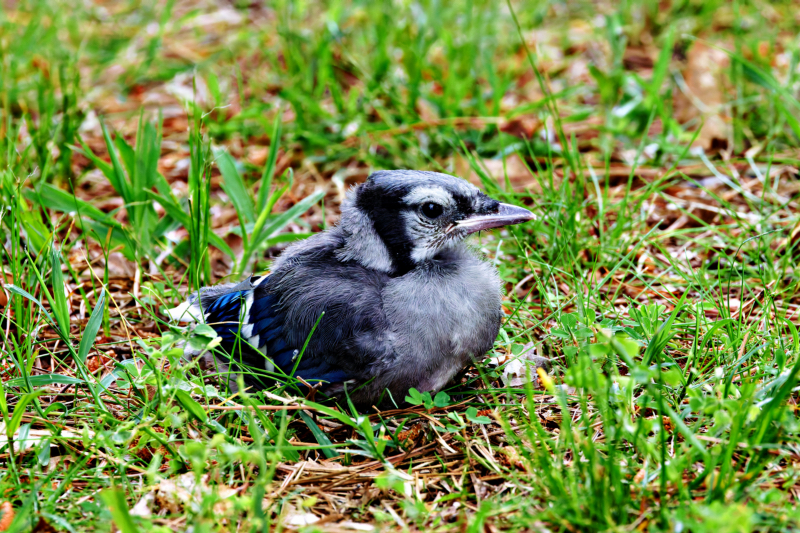 Blue Jay Youngster in the Grass