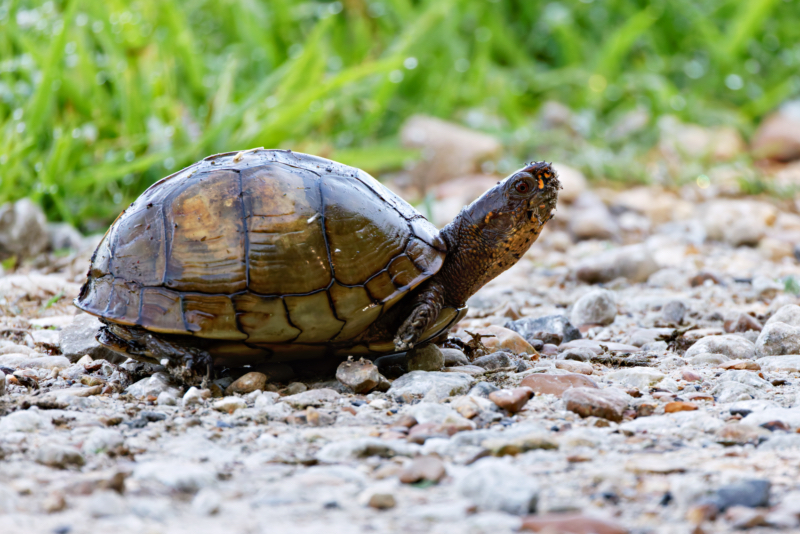 Box Turtle On World Turtle Day