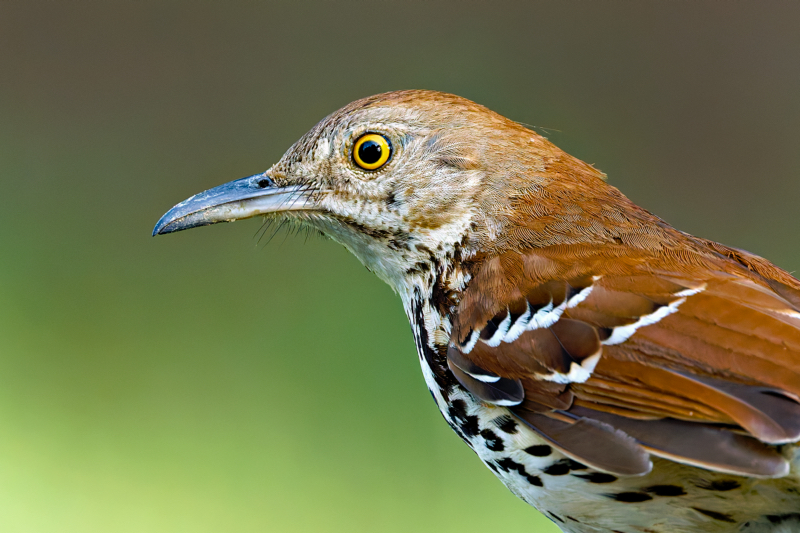 Brown Thrasher Up-close Profile