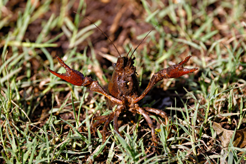 Crayfish With Its Pincers Up