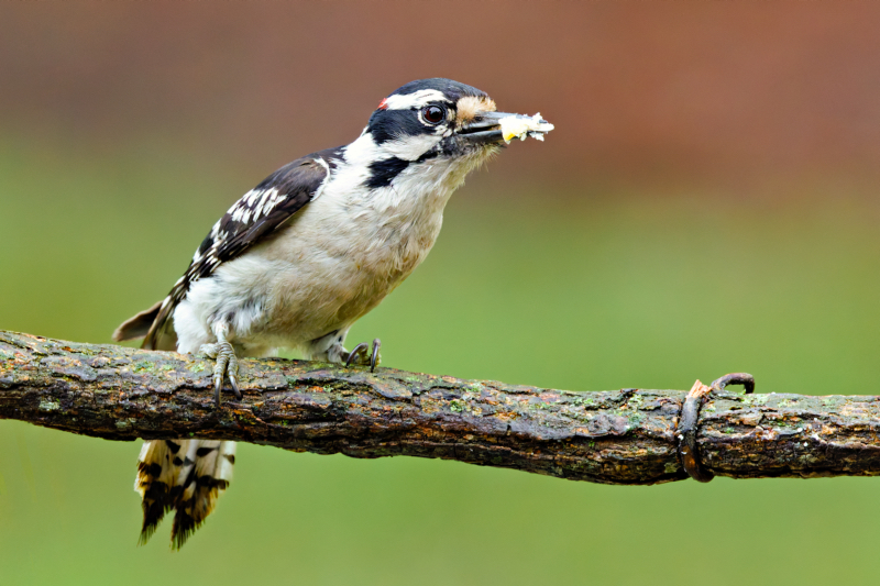 Downy Woodpecker With A Beakful Of Suet