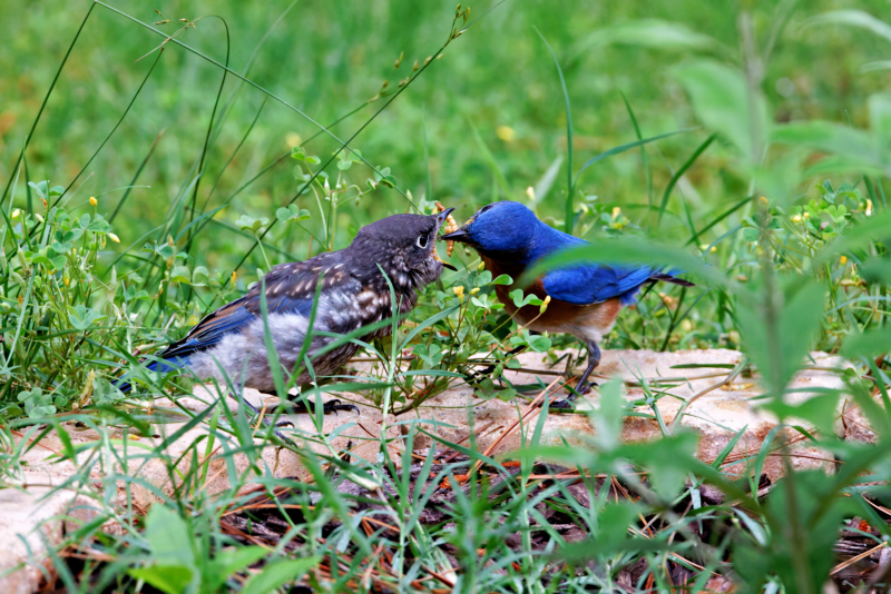 Eastern Bluebird Fledgling Getting Mealworms