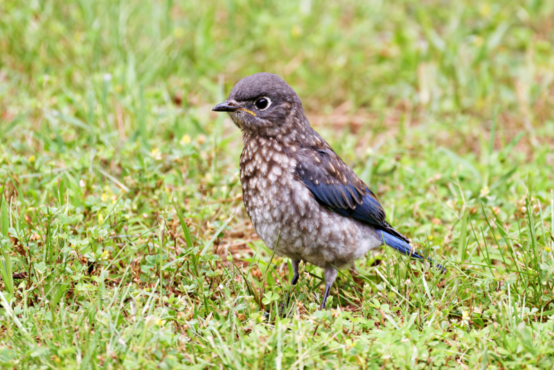 Eastern Bluebird Fledgling Looks Healthy