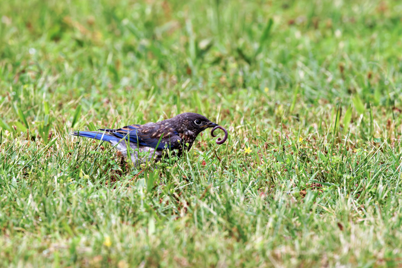 Eastern Bluebird Fledgling With An Earthworm