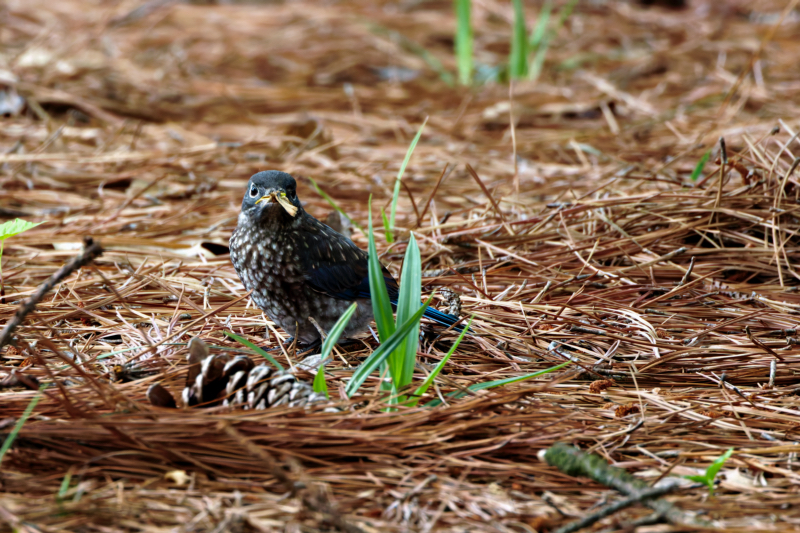 Eastern Bluebird Fledgling With Moth