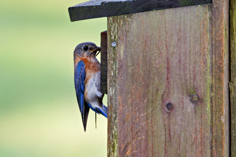 Female Eastern Bluebird Bringing Nesting Materials To The Birdhouse