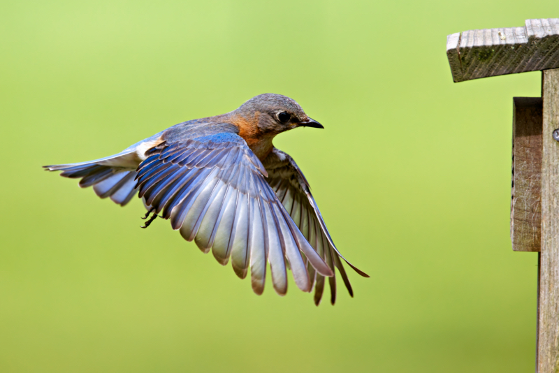 Female Eastern Bluebird Flying To Nest Box