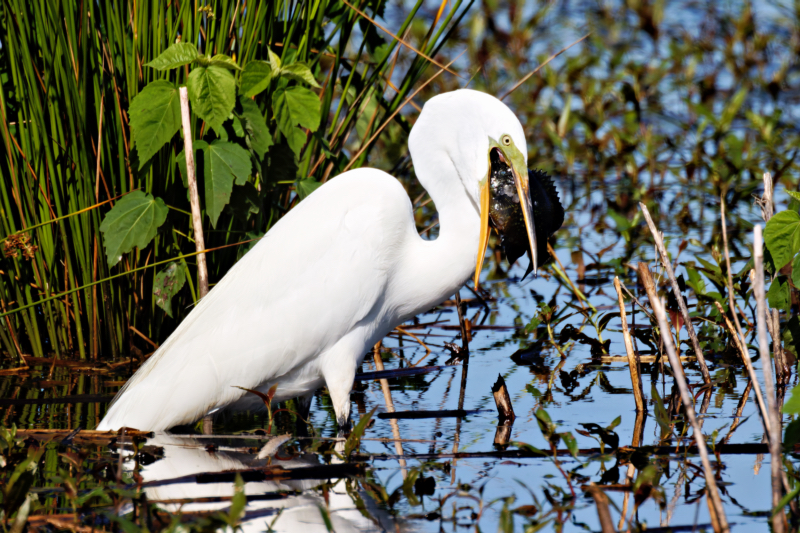 Great Egret With A Large Fish