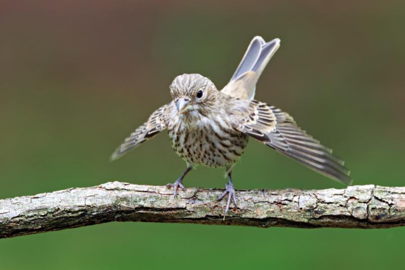 House Finch Fledgling Fluttering Wings