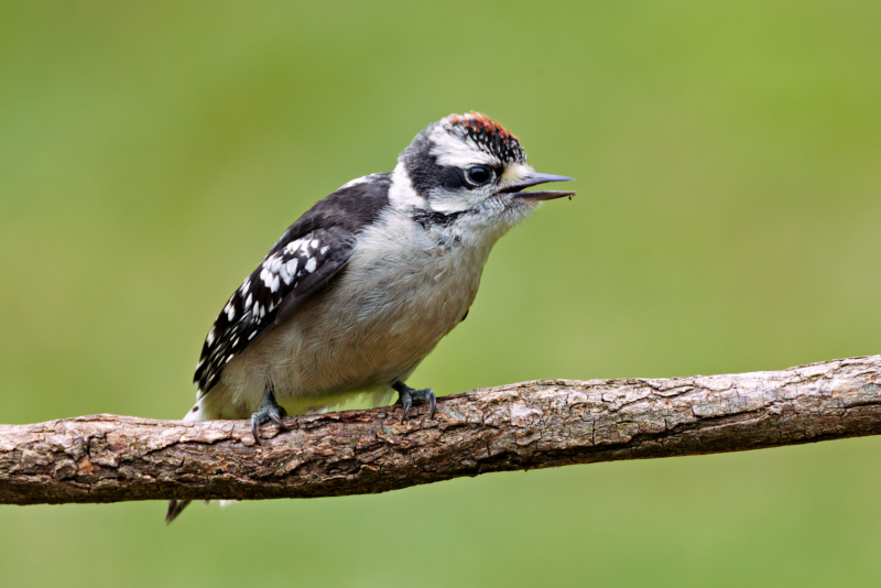 Male Downy Woodpecker Fledgling With Hint Of Red