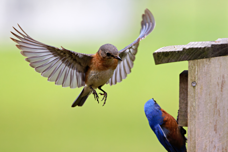 Male Eastern Bluebird Showing Birdhouse To Female