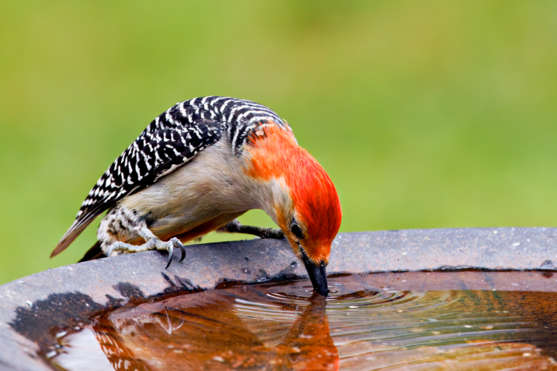 Red-bellied Woodpecker Takes a Sip