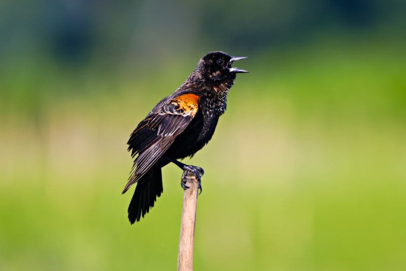 Red-winged Blackbird In Its Calling Pose