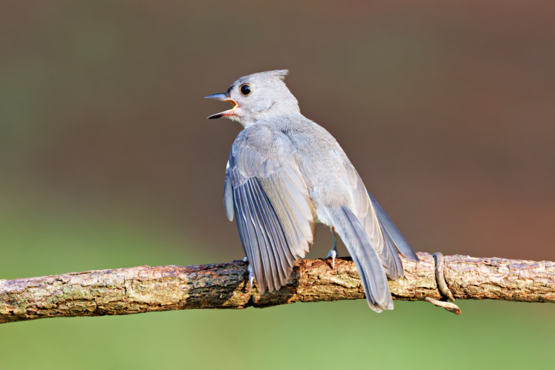 Tufted Titmouse Fledgling Begging For A Bite