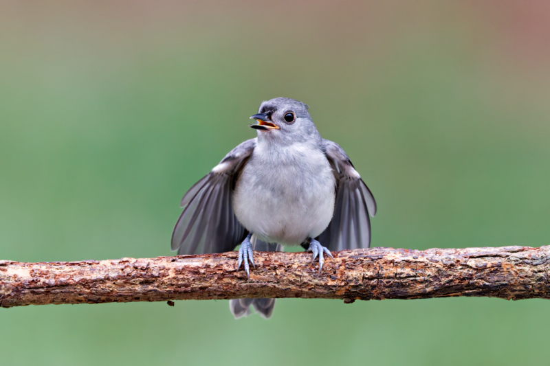 Tufted Titmouse Fledgling Begging For Food