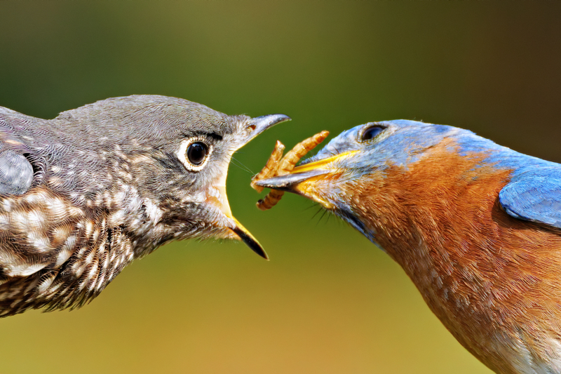 Up Close Photo Of A Male Eastern Bluebird Feeding Fledgling