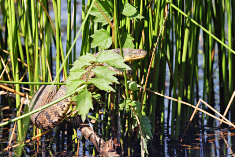 Hanging Reeds Watersnake in the Reeds at Sequoyah National Wildlife Refuge - Steve ...