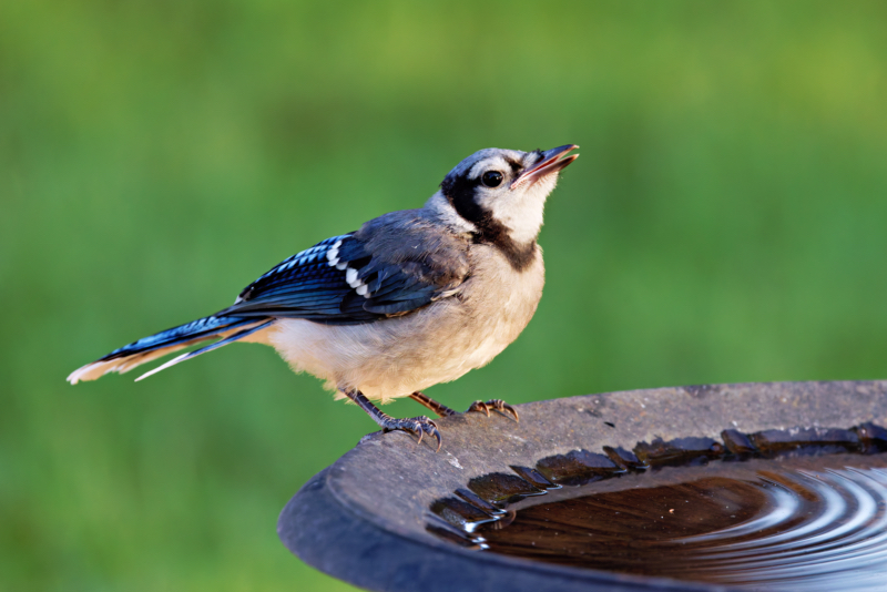 Young Blue Jay Quenching Its Thirst