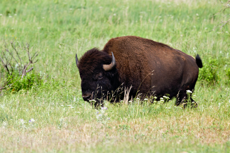 A Bison on the Roam