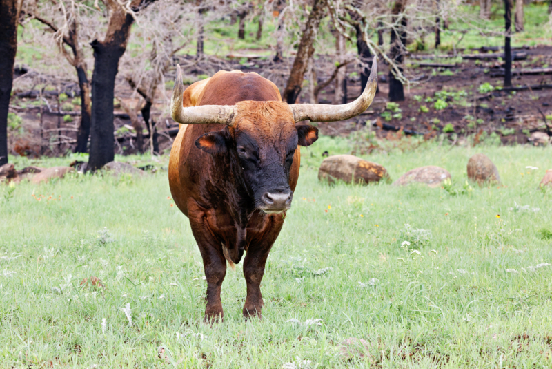 A Texas Longhorn in Close Up