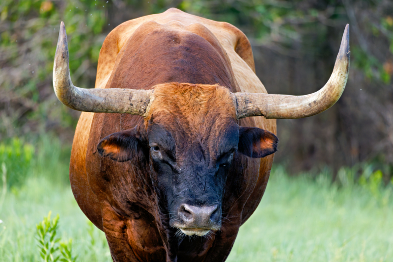 A Timeless Texas Longhorn